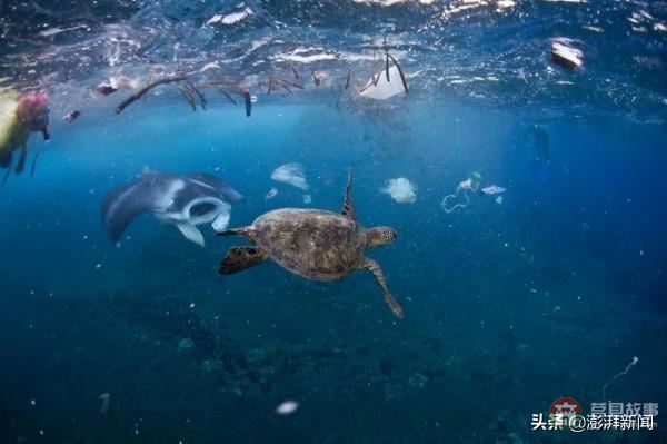 “逼疯”上海人的垃圾分类背后，藏着中国人不知道的残忍真相